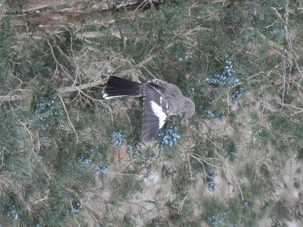 Northern Mockingbird - ML613536050