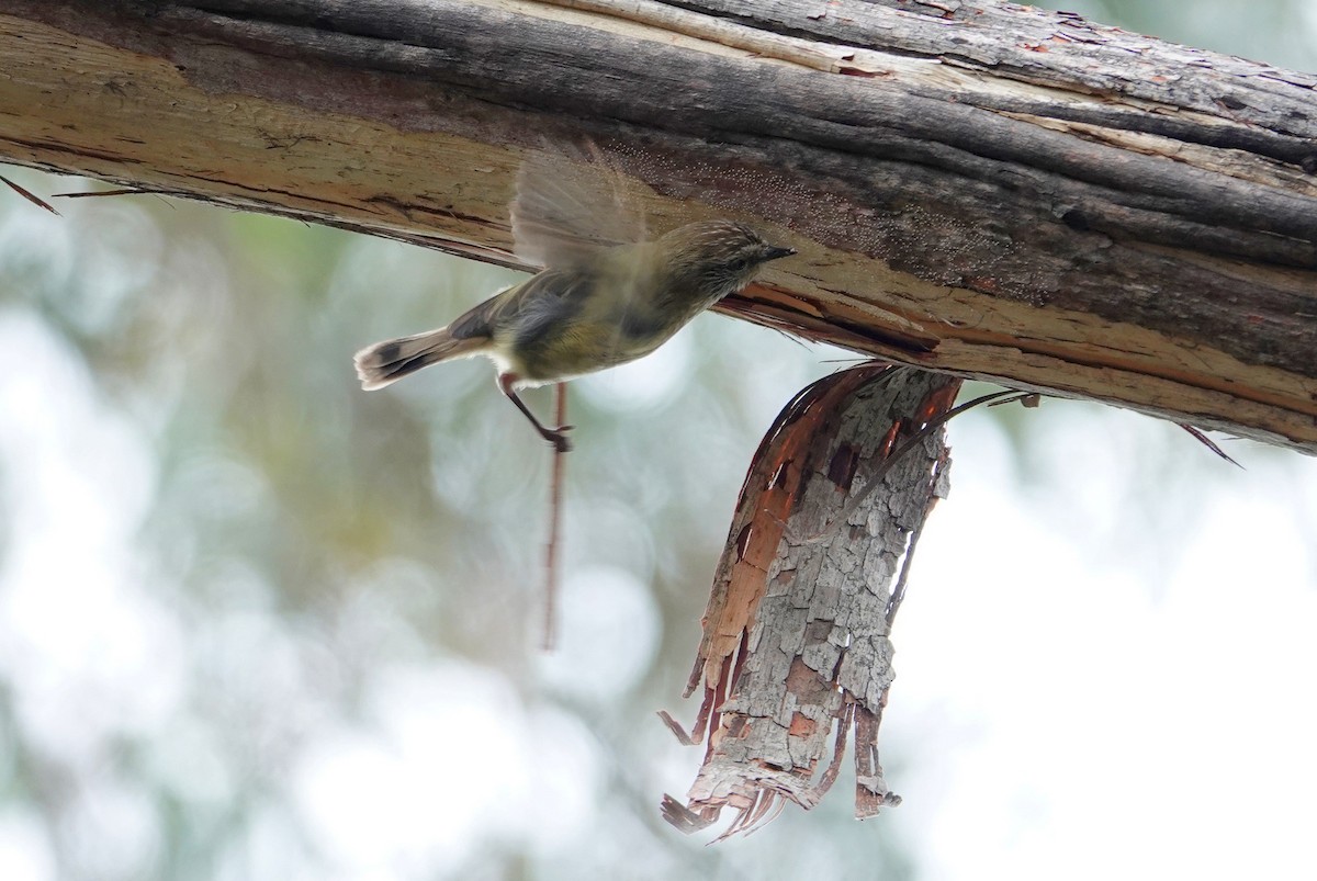 Striated Thornbill - ML613536061