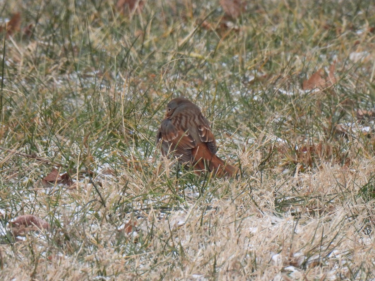 Fox Sparrow (Red) - ML613536090