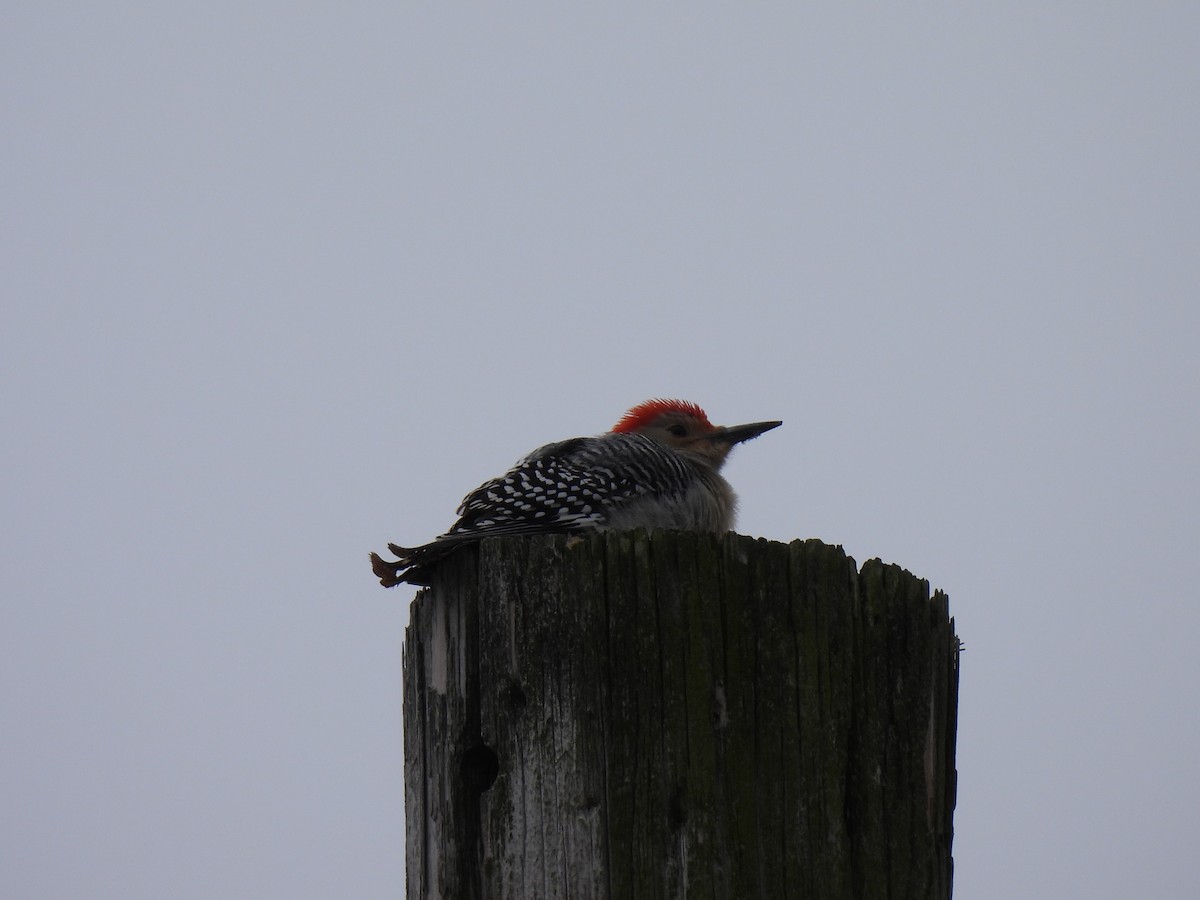 Red-bellied Woodpecker - ML613536130