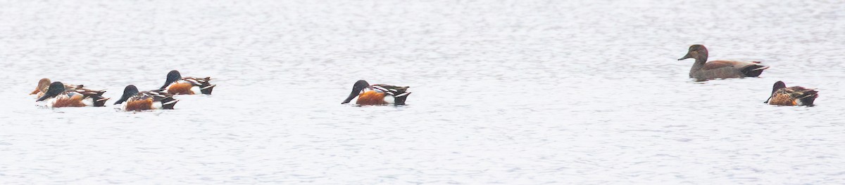 Northern Shoveler - ML613536199