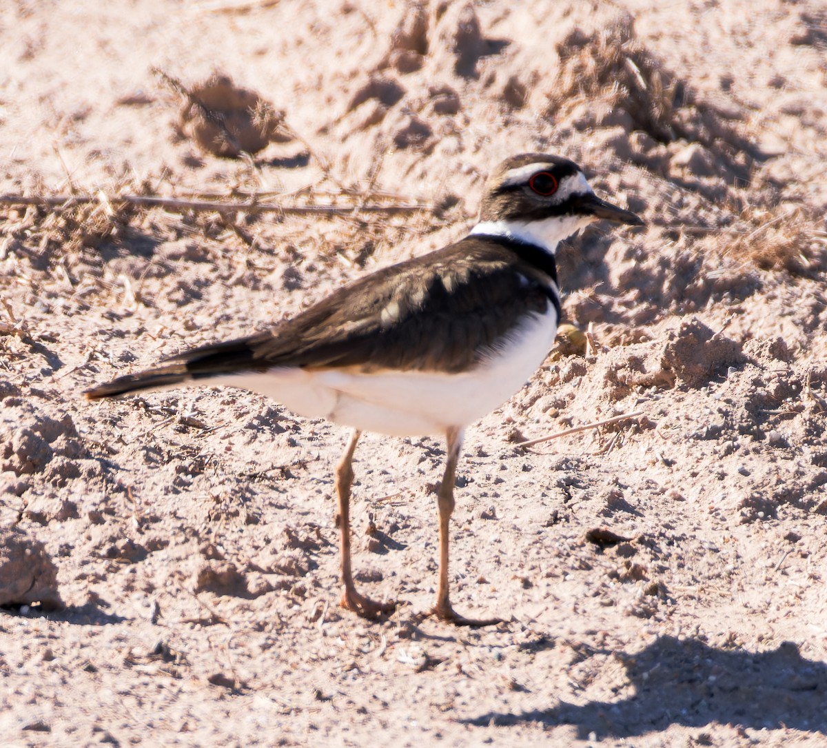 Killdeer - ML613536235