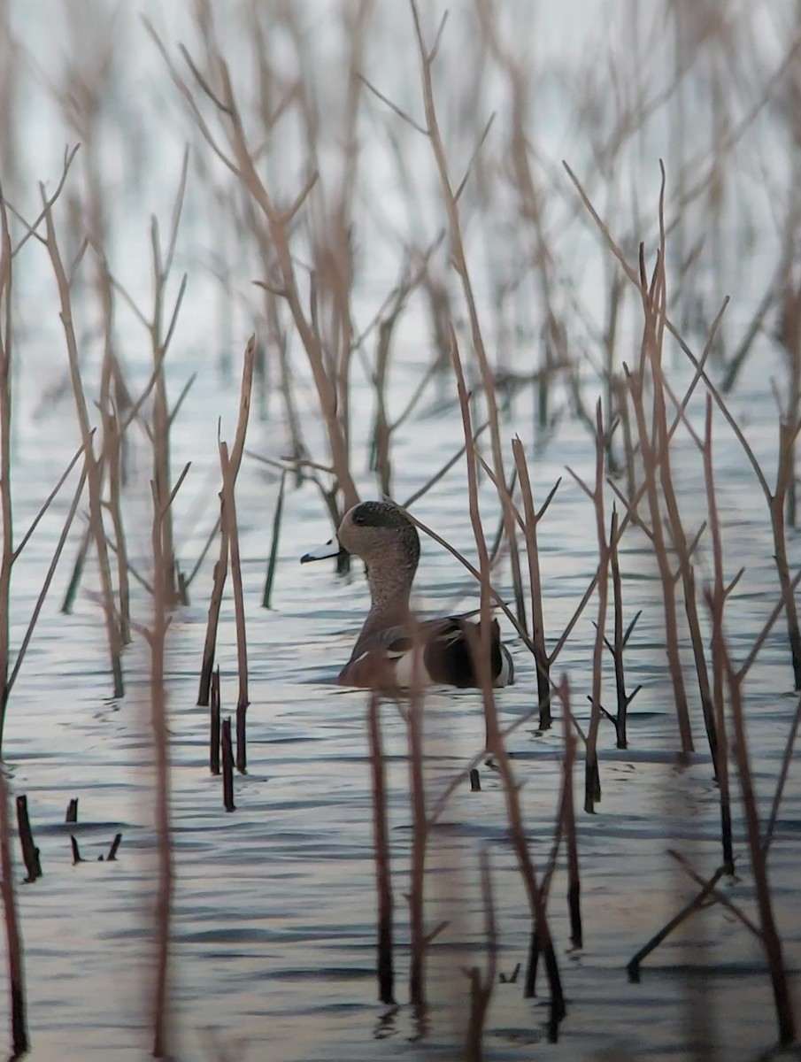 American Wigeon - ML613536256