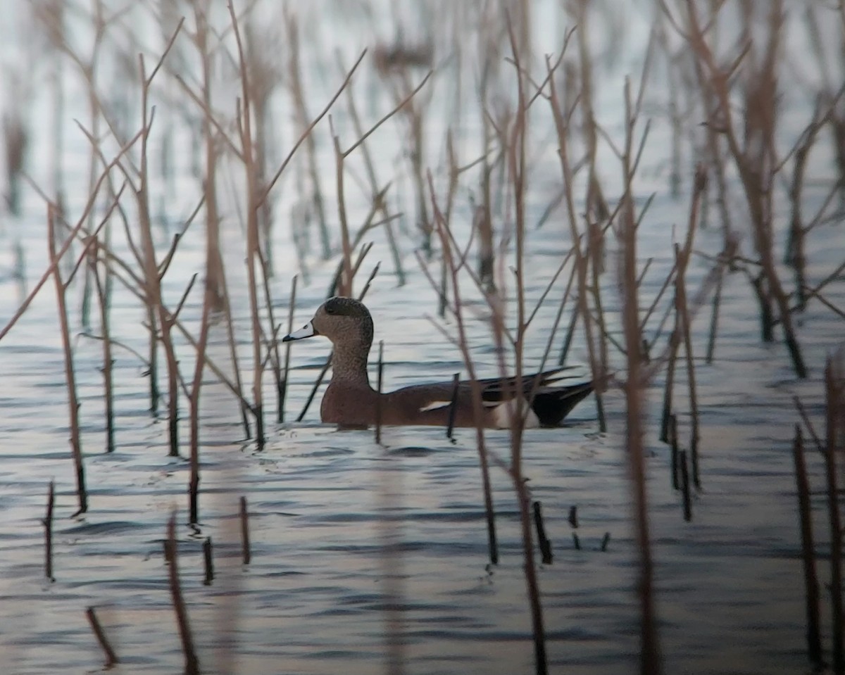 American Wigeon - Kevin Quirós