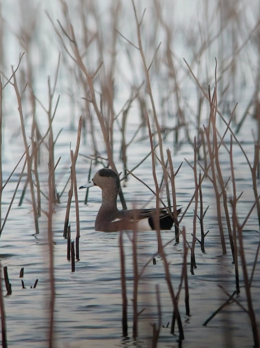 American Wigeon - ML613536258