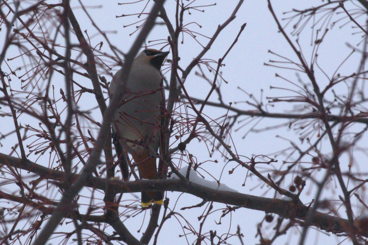 Bohemian Waxwing - ML613536284