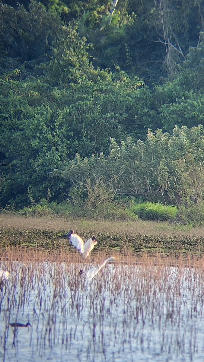 Jabiru - ML613536304