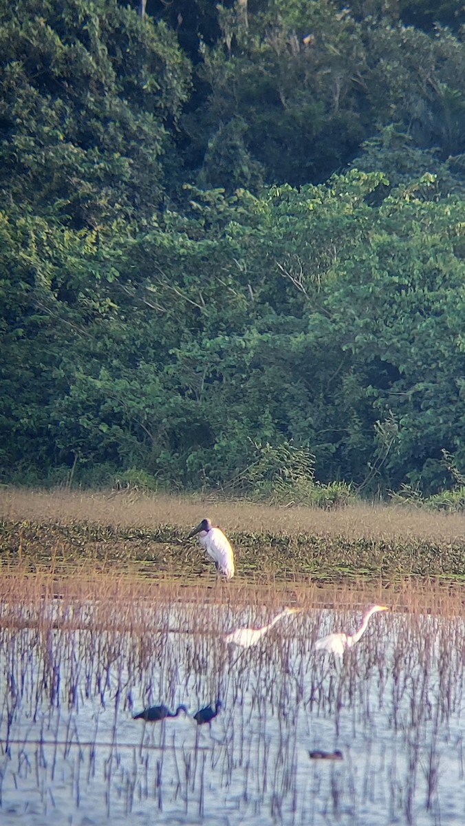 Jabiru - ML613536305