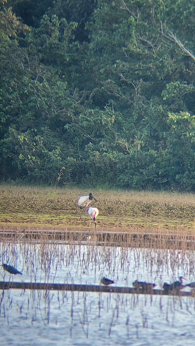 Jabiru - ML613536306