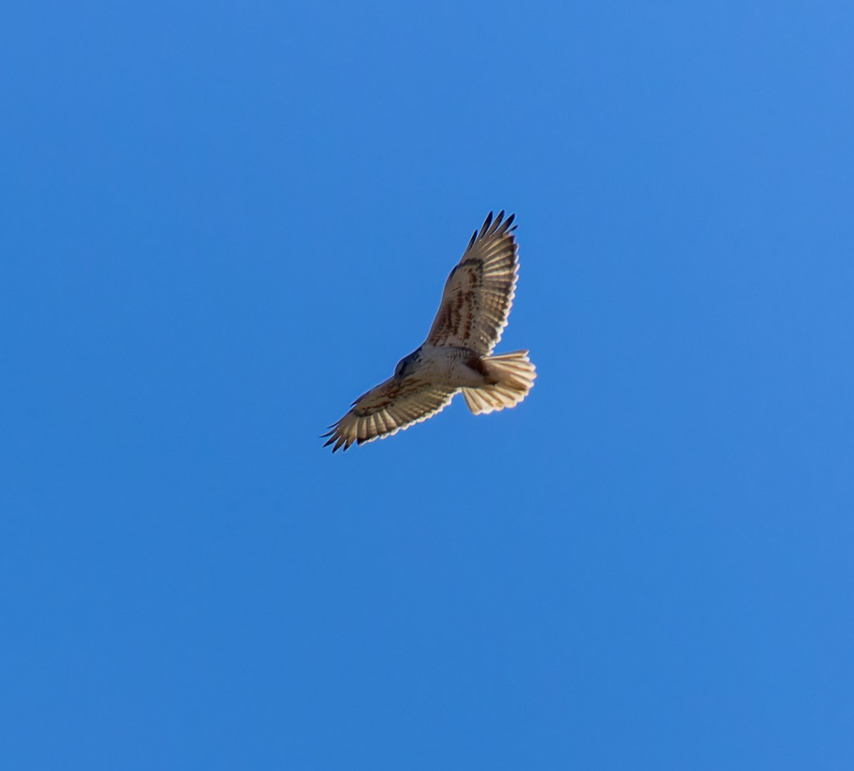 Ferruginous Hawk - ML613536313