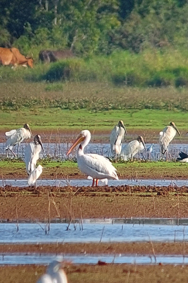 American White Pelican - ML613536324