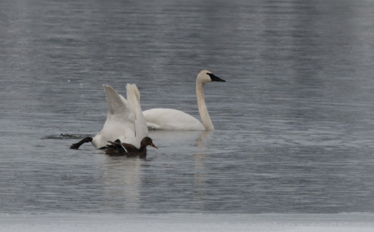 Trumpeter Swan - ML613536333