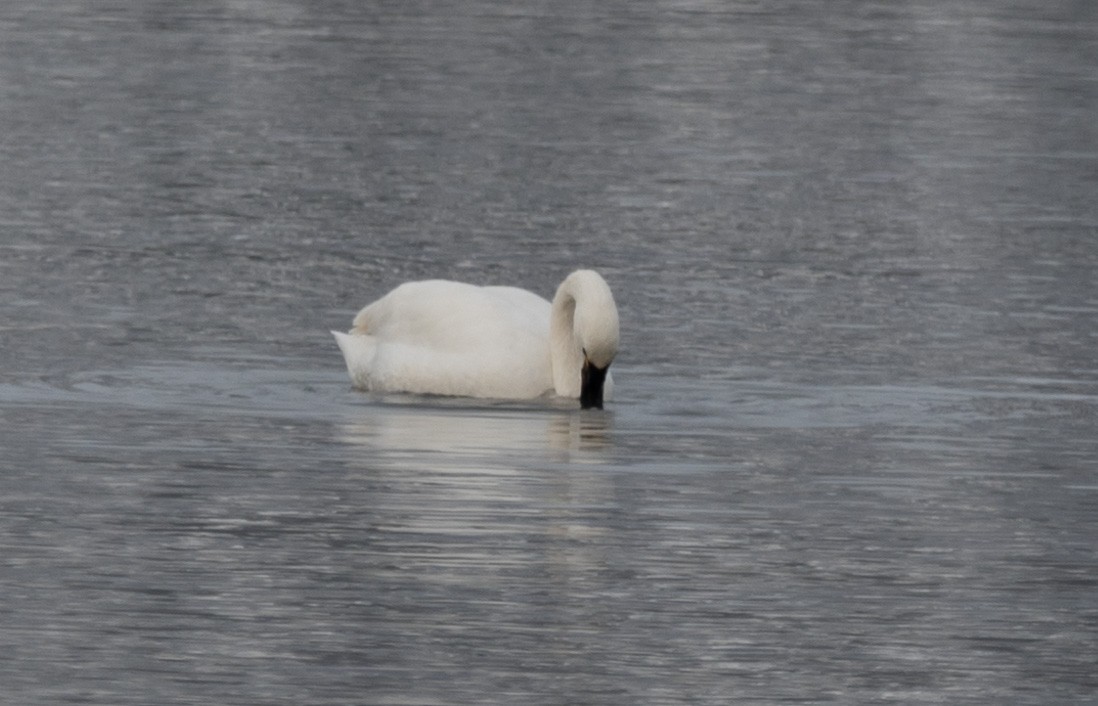 Tundra Swan - ML613536357