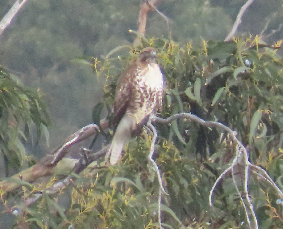 Red-tailed Hawk - ML613536585