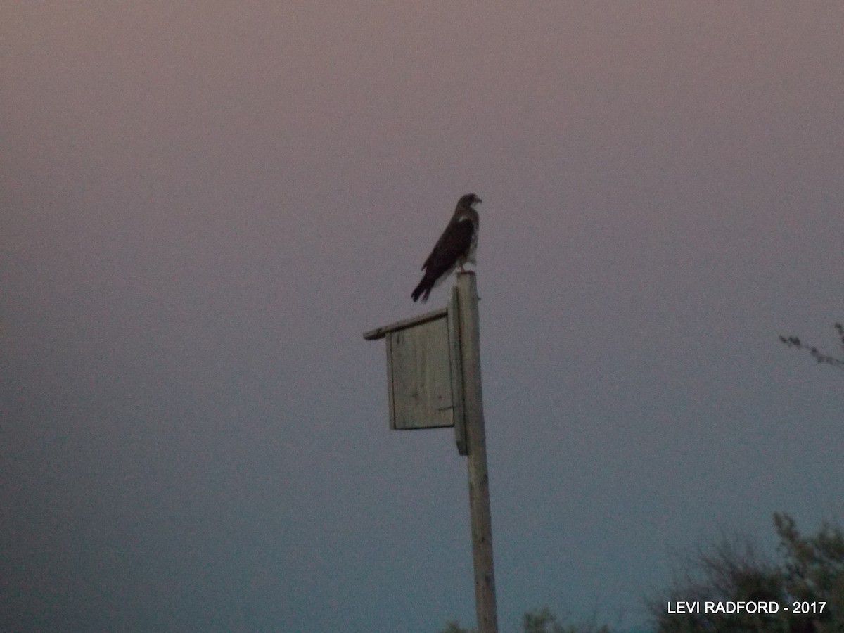 Swainson's Hawk - ML613536605