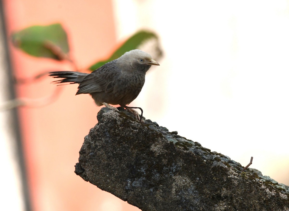 Yellow-billed Babbler - ML613536646