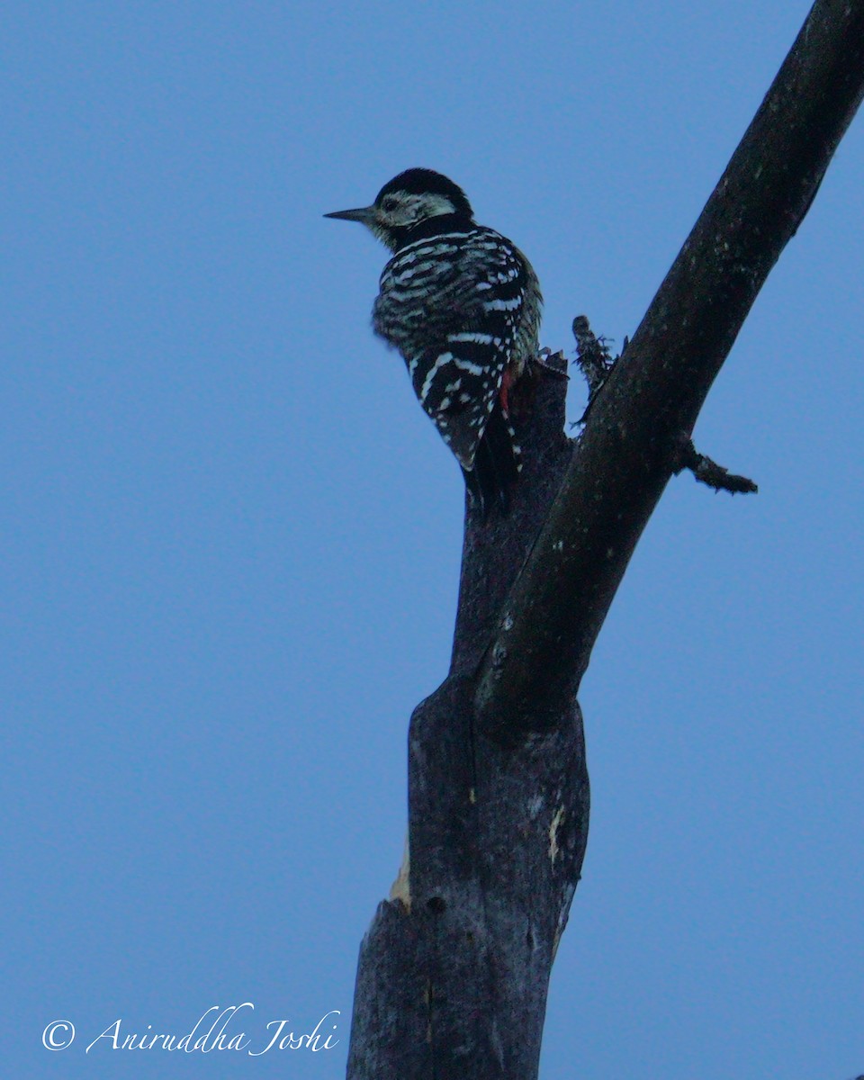 Stripe-breasted Woodpecker - ML613536690