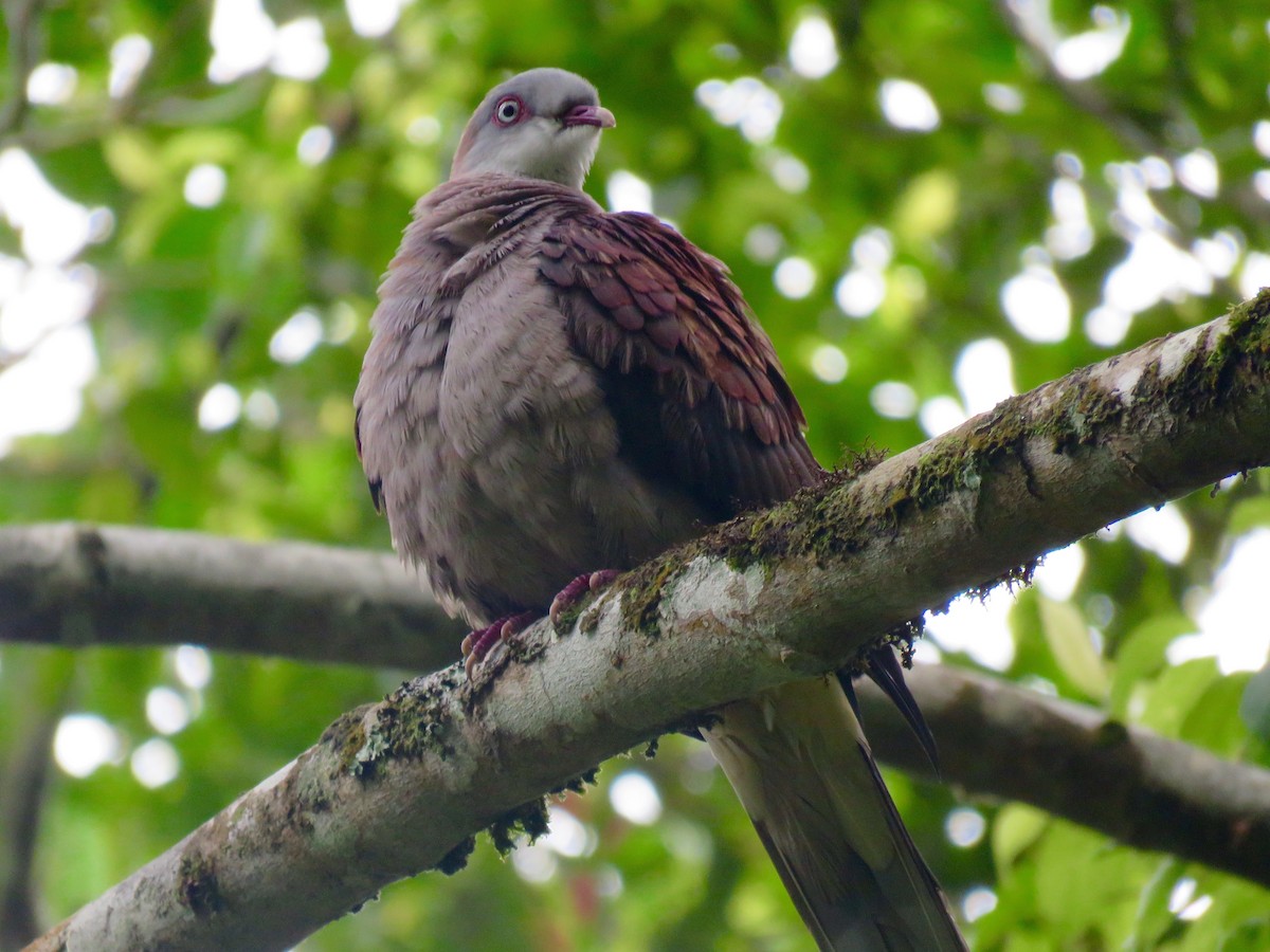 Mountain Imperial-Pigeon - ML613536696