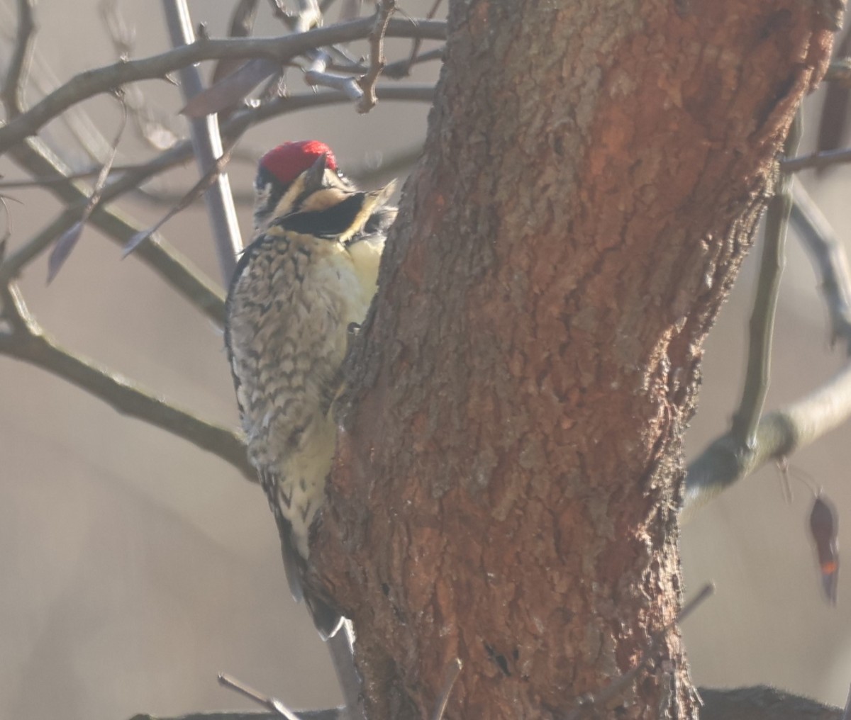 Yellow-bellied Sapsucker - ML613536709