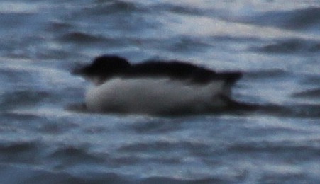 Thick-billed Murre - cammy kaynor