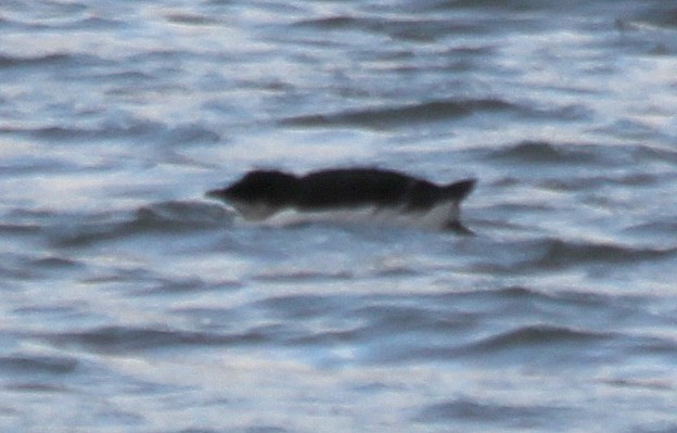 Thick-billed Murre - ML613536905