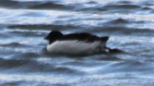 Thick-billed Murre - cammy kaynor