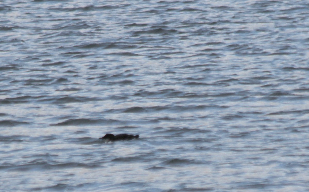 Thick-billed Murre - ML613536907