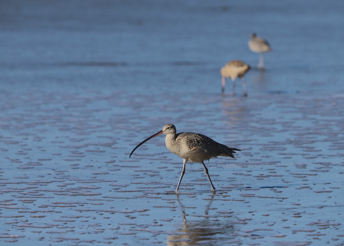Long-billed Curlew - ML613536911