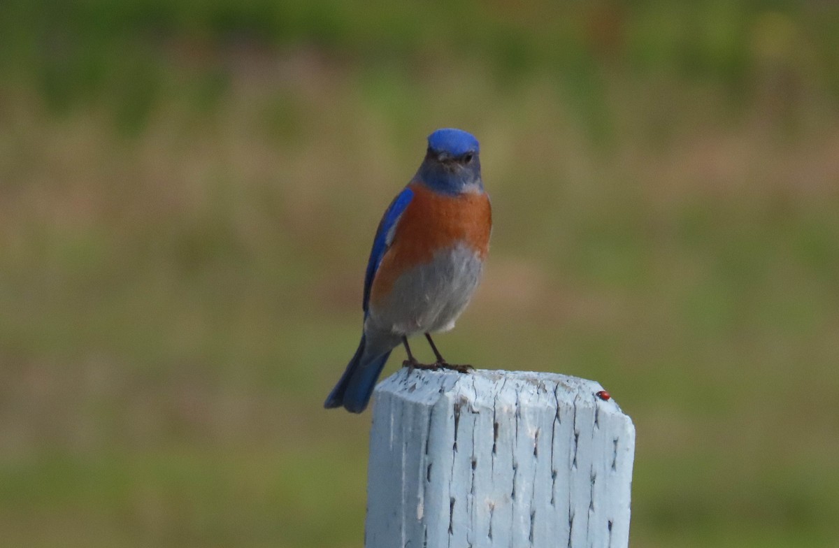 Western Bluebird - ML613536917