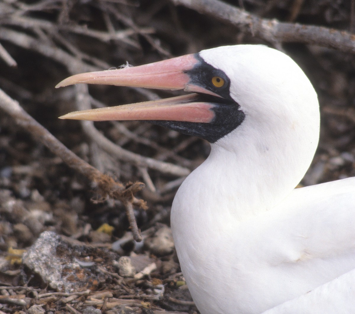 Nazca Booby - ML613536923