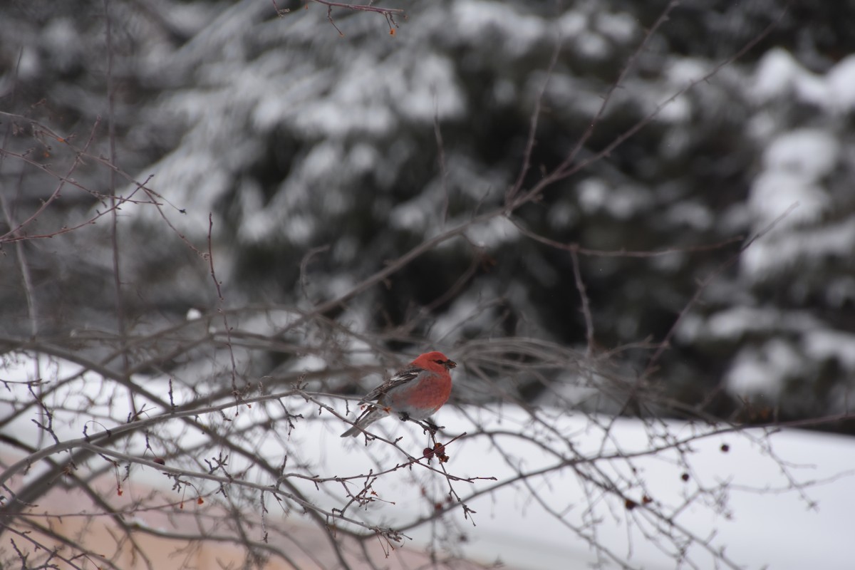 Pine Grosbeak - ML613536956