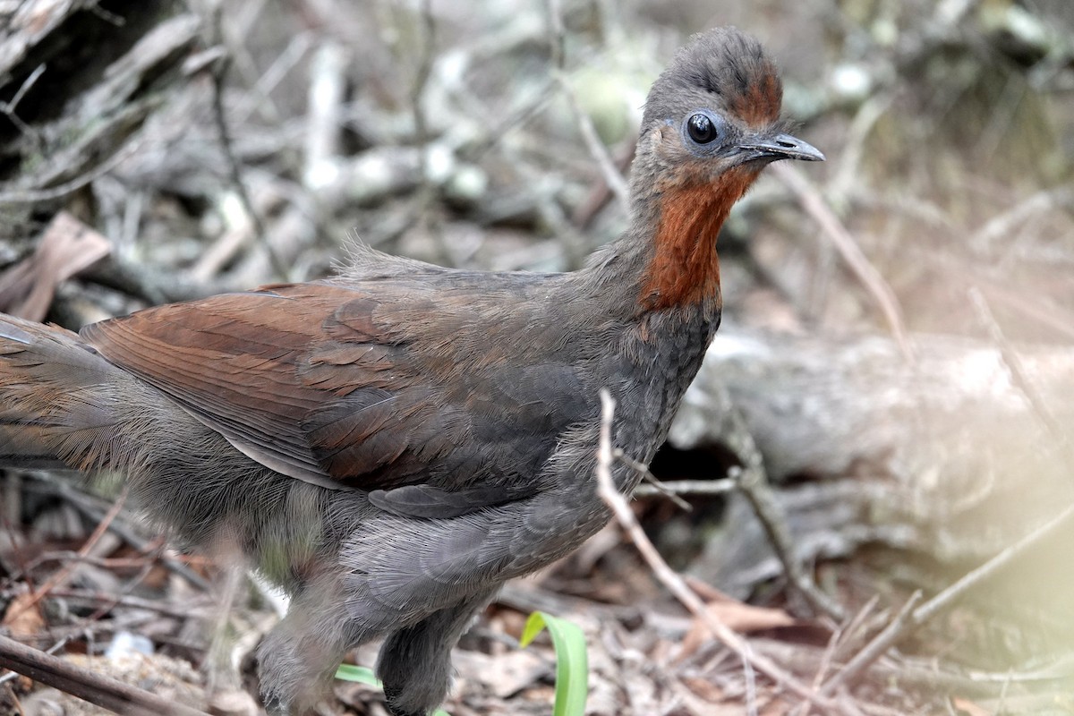 Superb Lyrebird - ML613536965