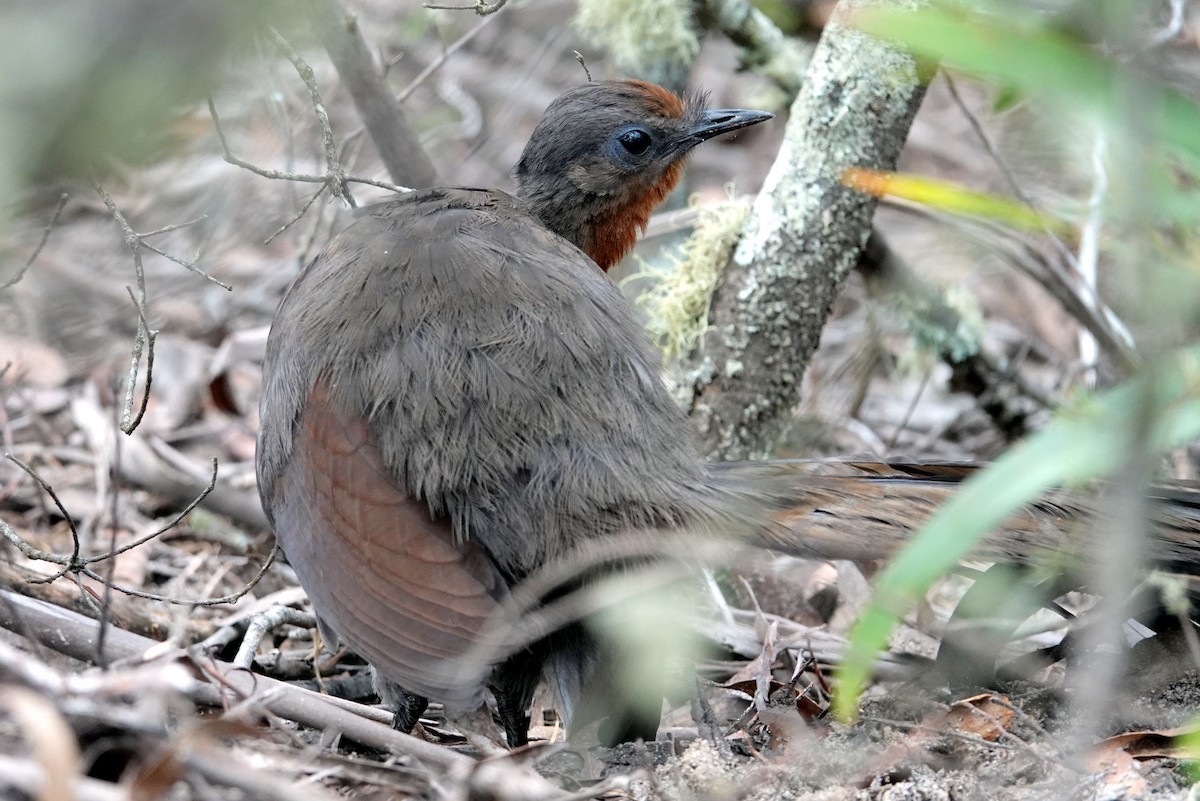 Superb Lyrebird - ML613536966