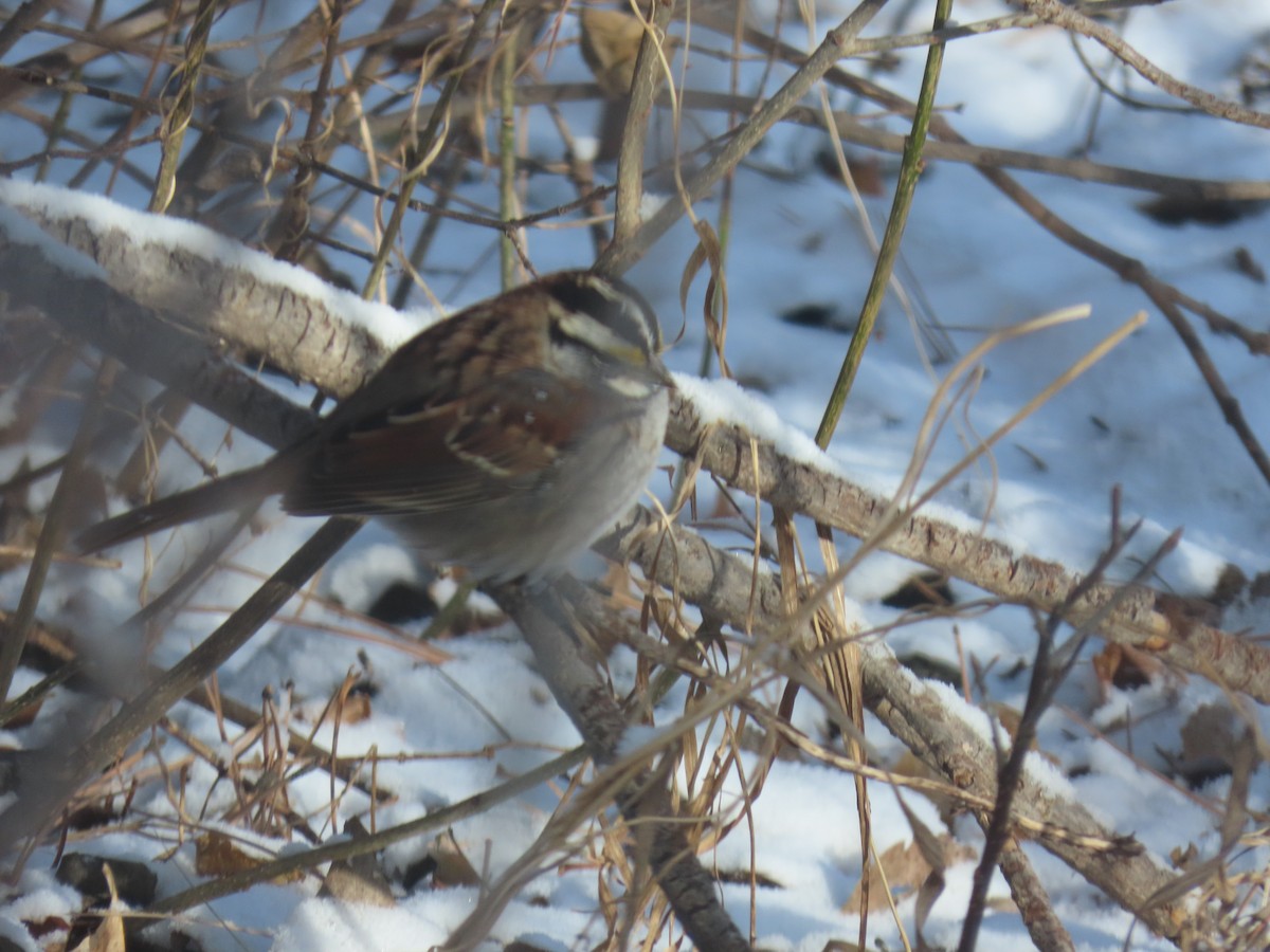 White-throated Sparrow - D Reznicek