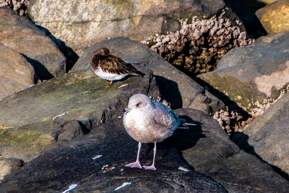 Black Turnstone - ML613536989