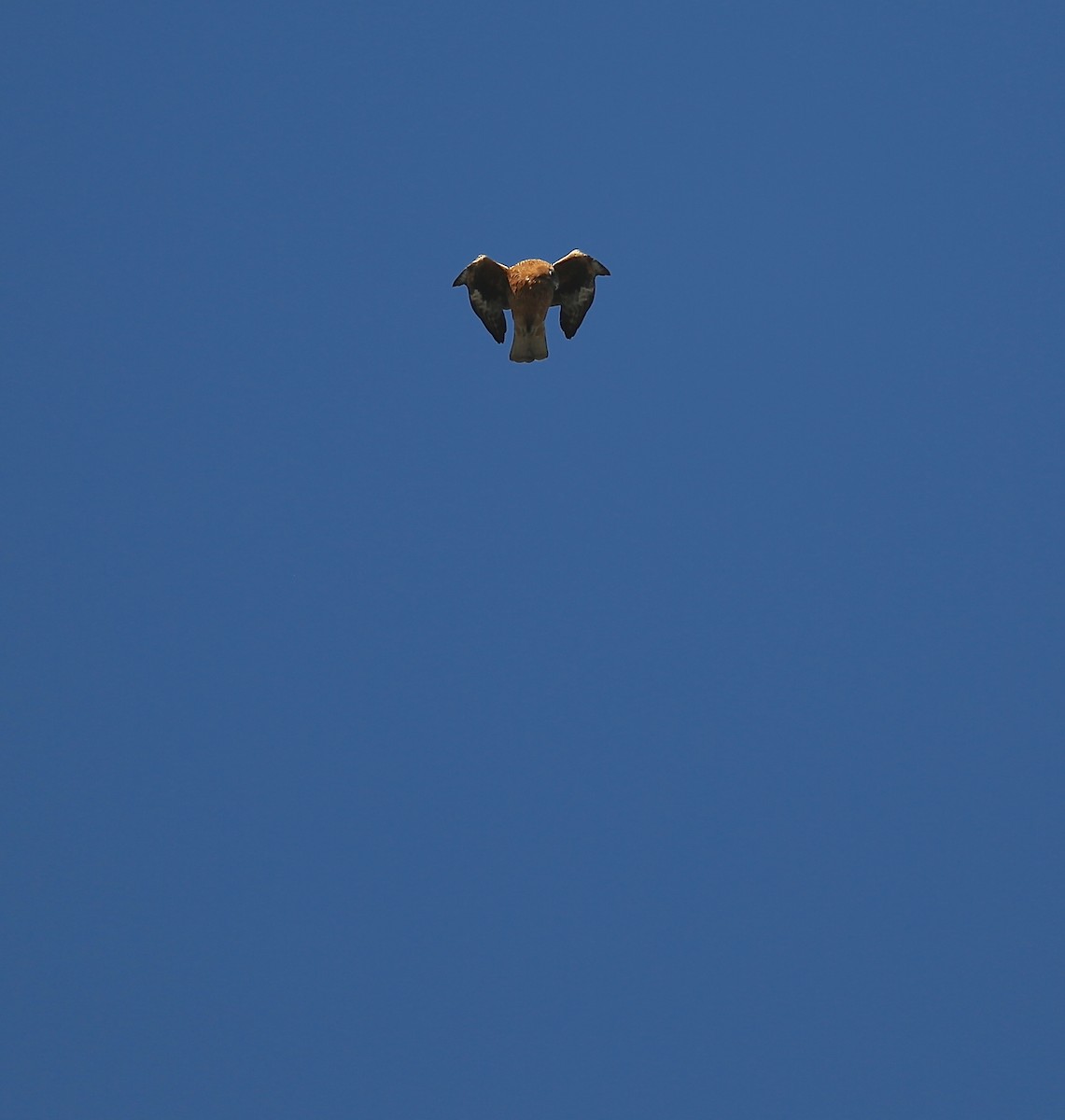 Австралийский орёл-карлик - ML61353701