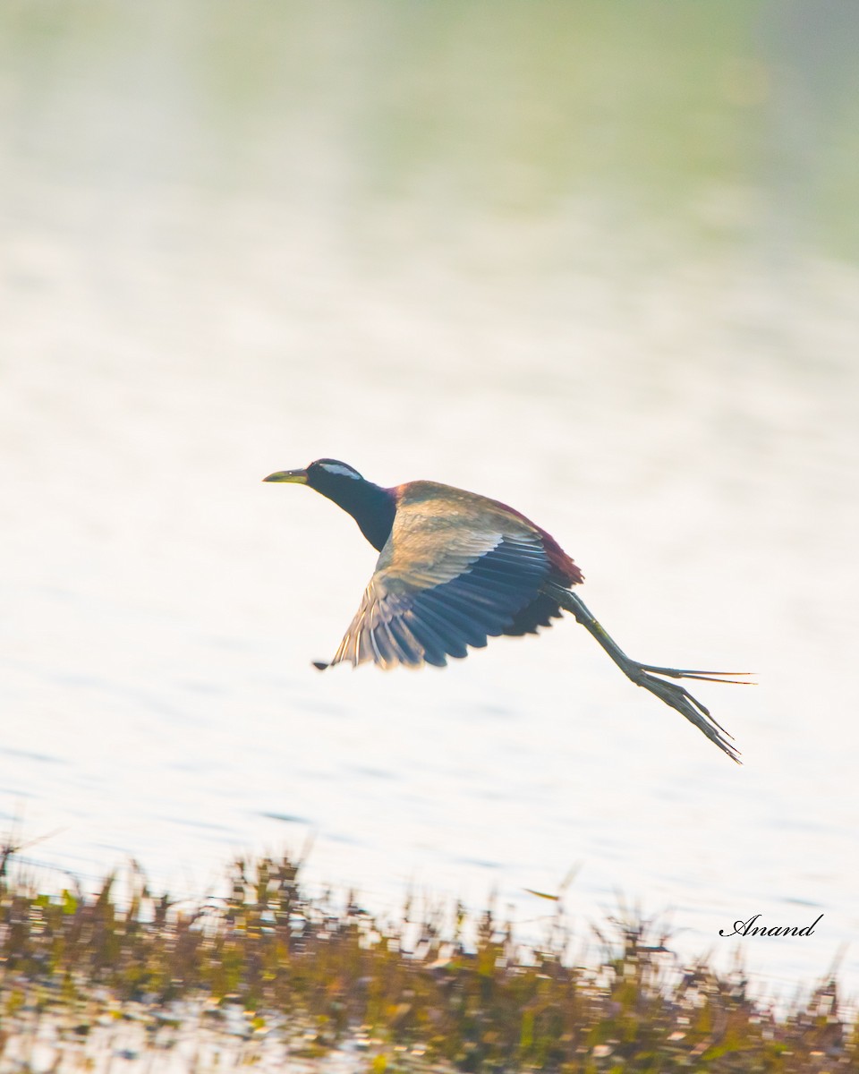 Bronze-winged Jacana - ML613537079