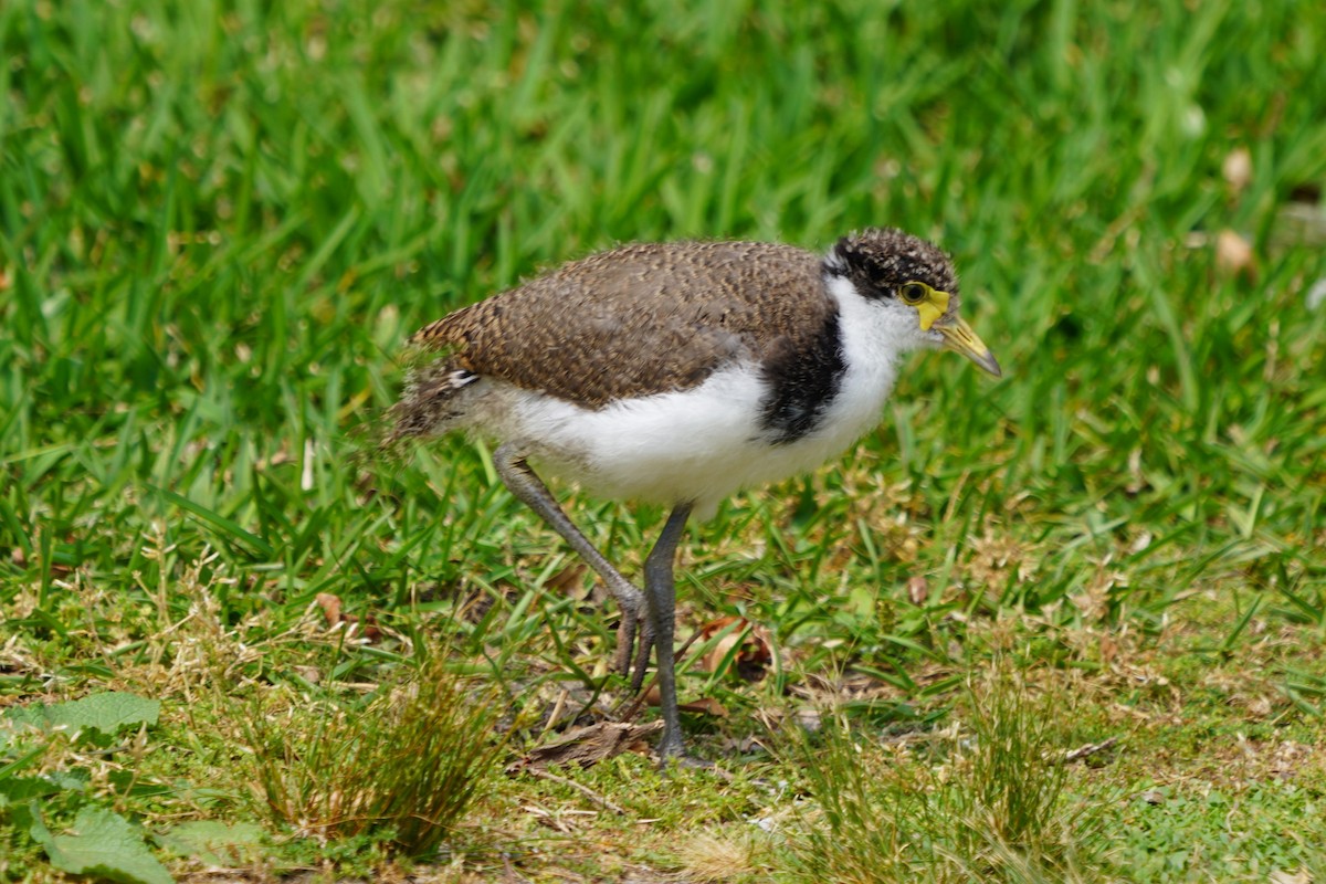 Masked Lapwing - ML613537096