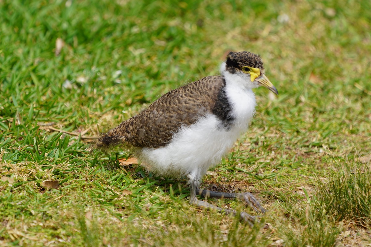 Masked Lapwing - ML613537097