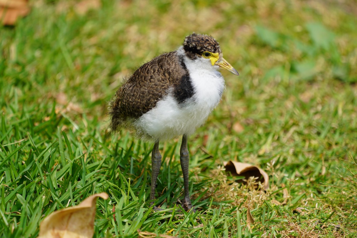 Masked Lapwing - ML613537098