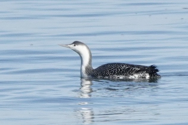 Red-throated Loon - ML613537225