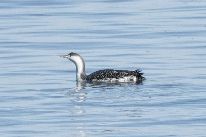 Red-throated Loon - ML613537226