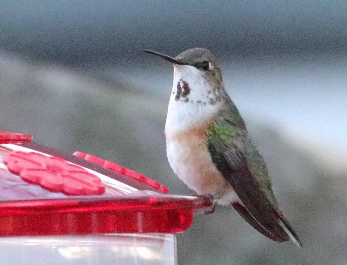 Rufous Hummingbird - Christine Howe