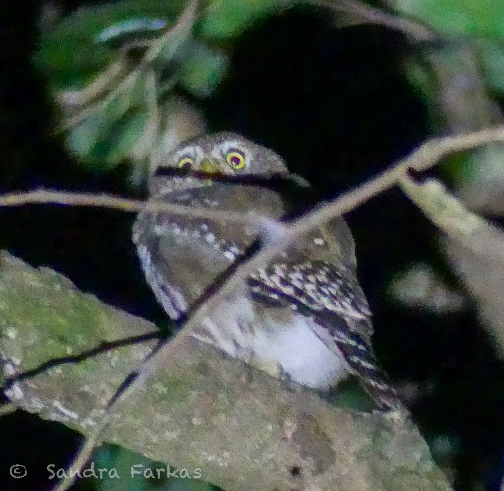 アカスズメフクロウ（brasilianum グループ） - ML613537309