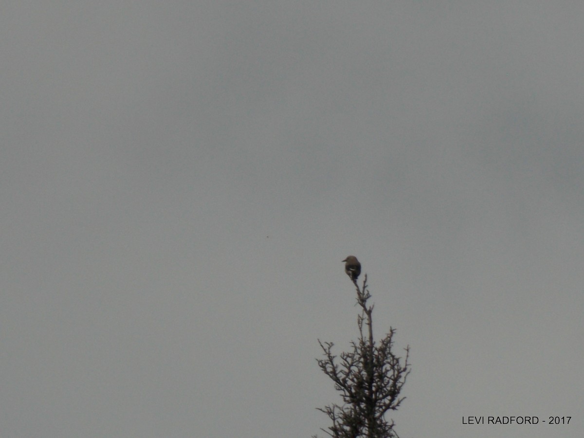 Clark's Nutcracker - ML613537481