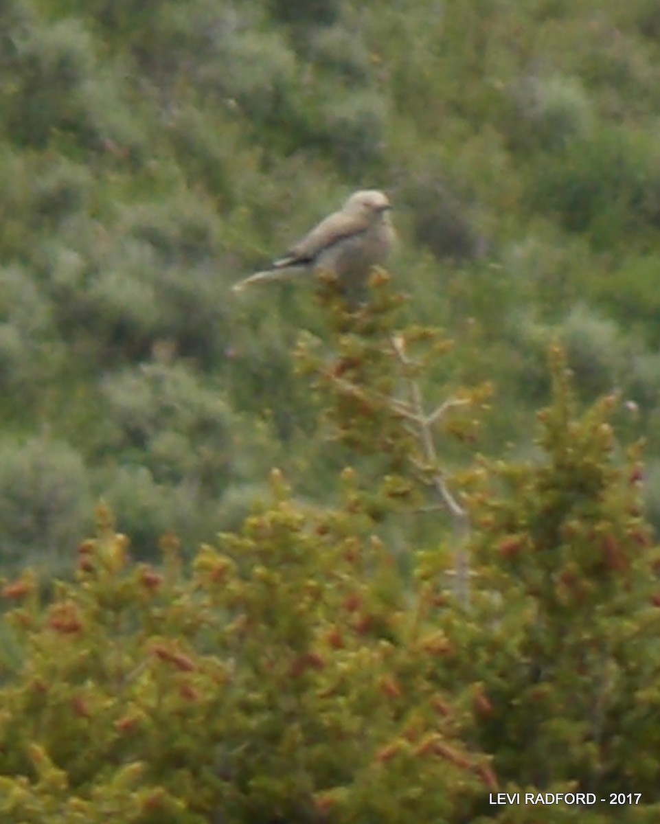 Clark's Nutcracker - ML613537510