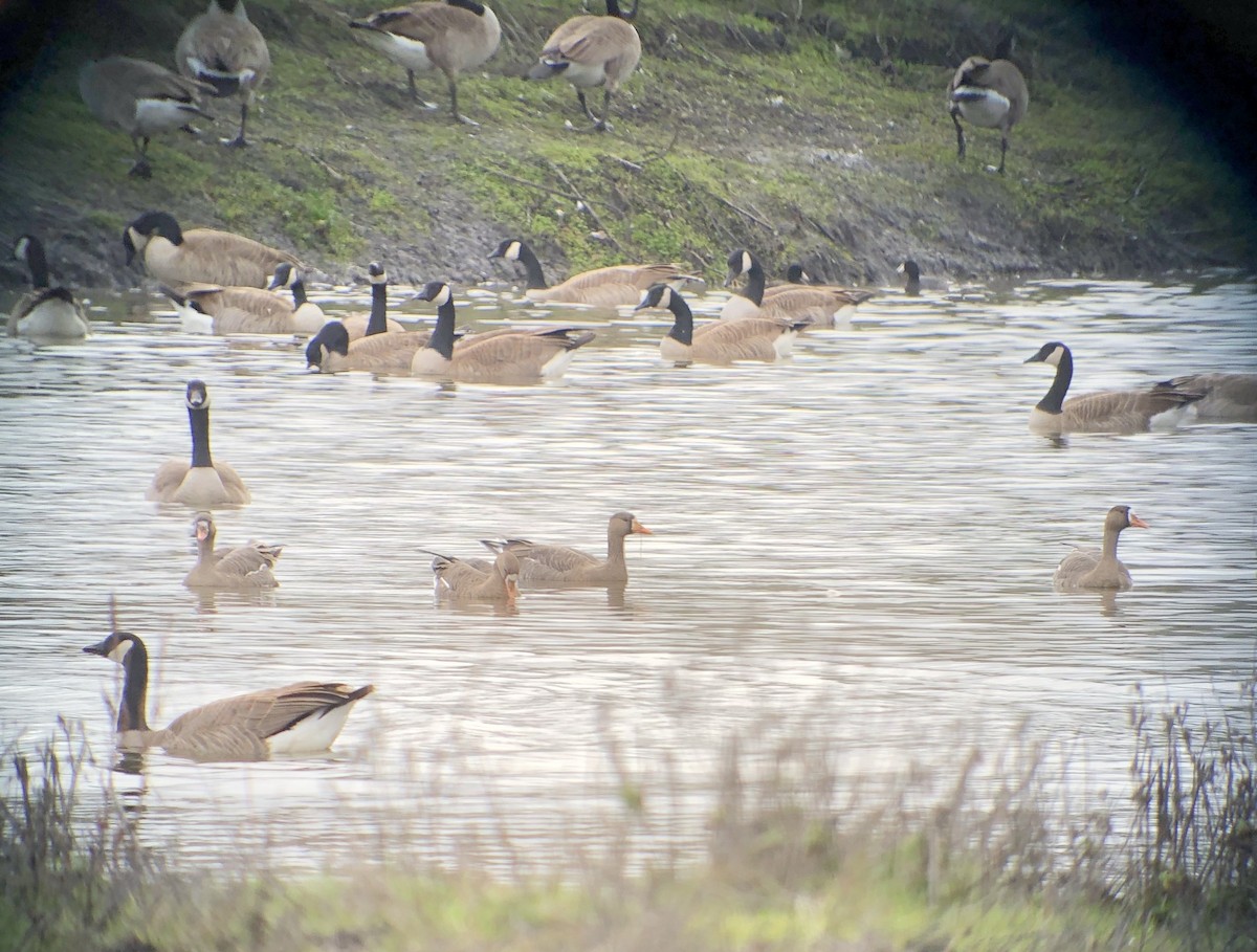 Greater White-fronted Goose - ML613537685