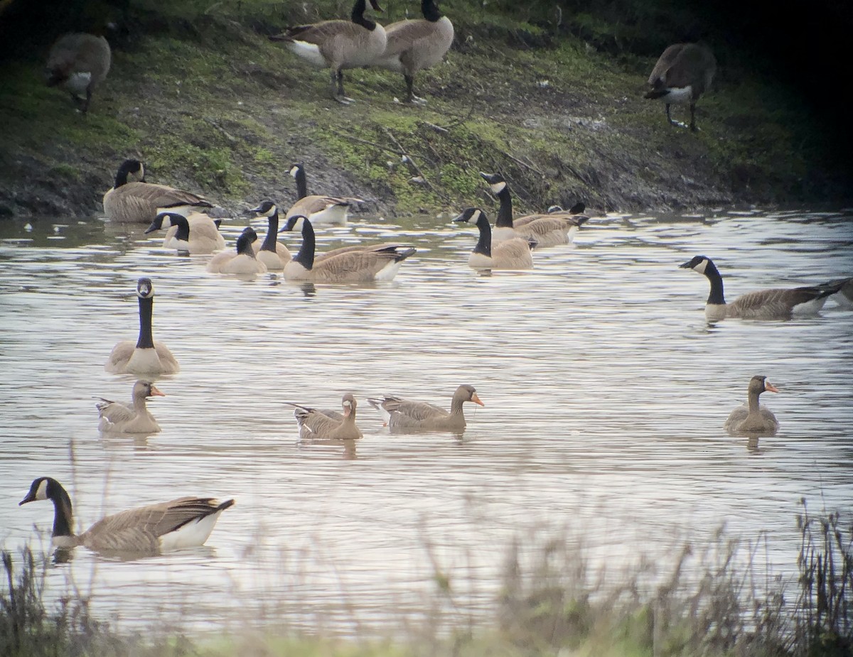 Greater White-fronted Goose - ML613537691