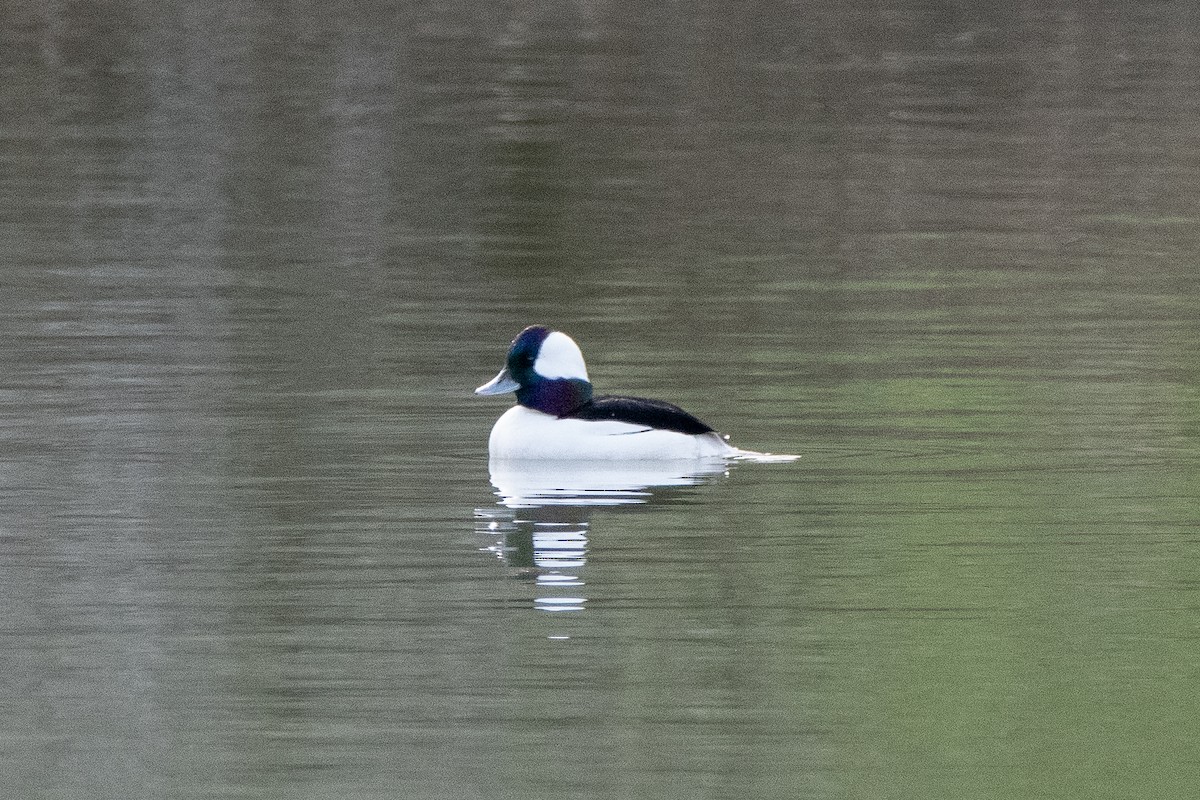 Bufflehead - ML613537693