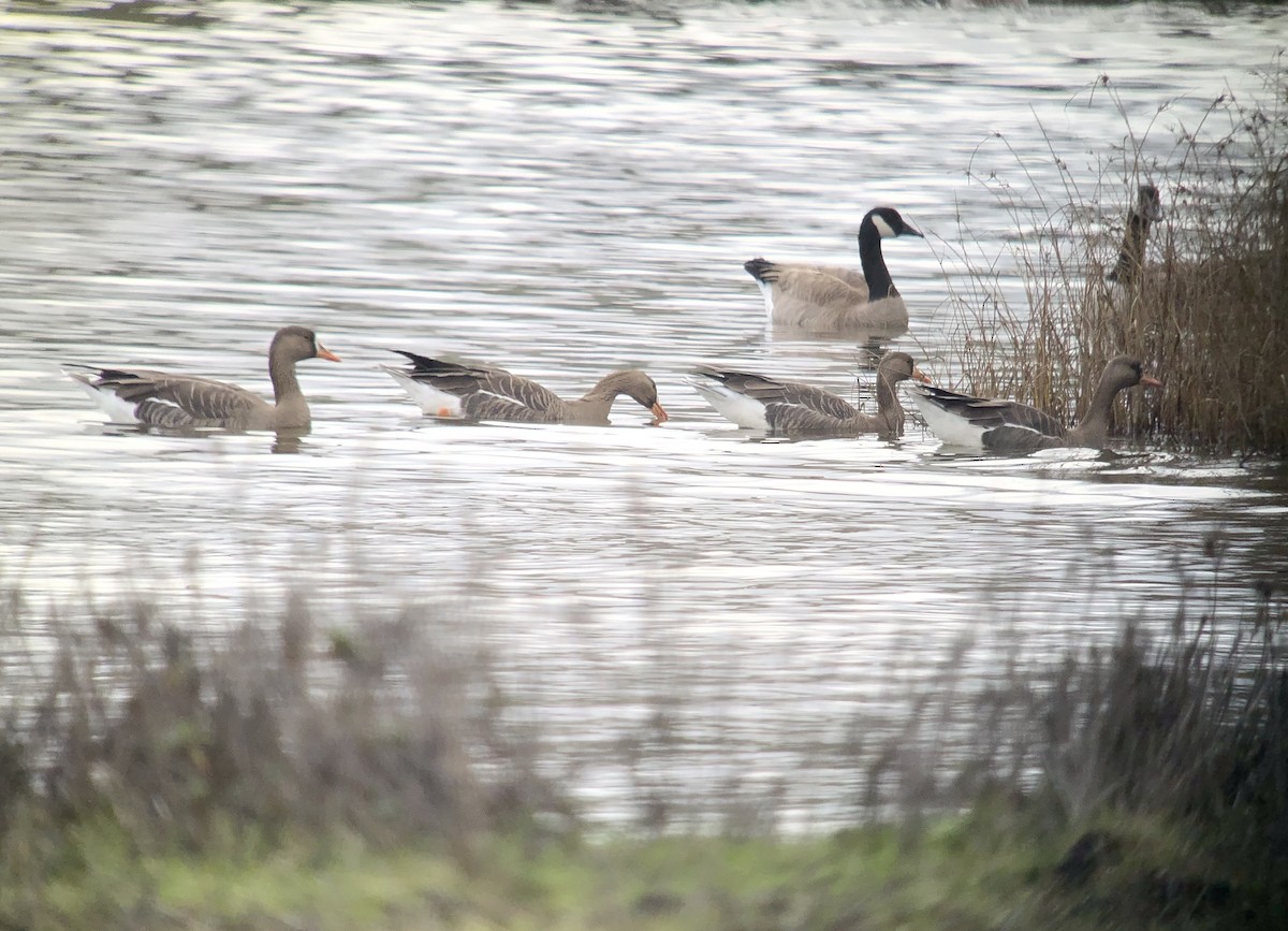 Greater White-fronted Goose - Michael Rogers